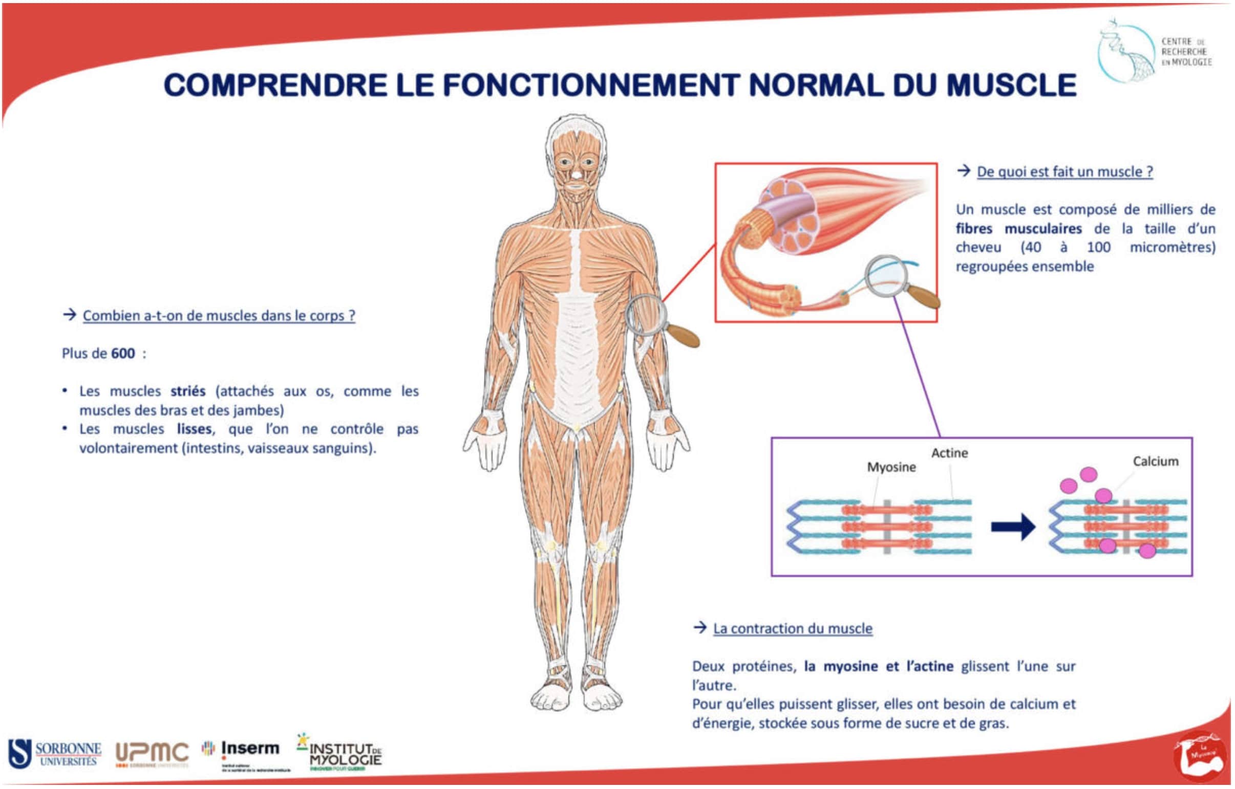 Exemple de poster de vulgarisation scientifique sur le fonctionnement du muscle.